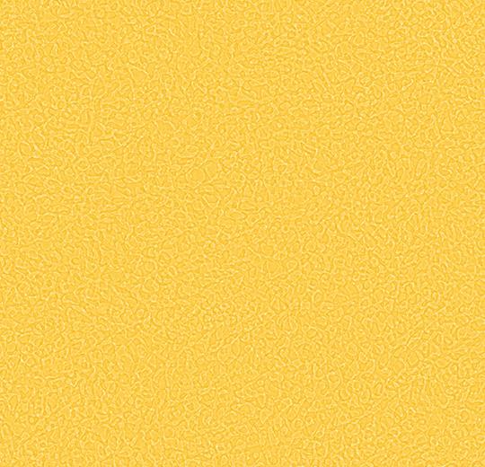 Sarlon-Sparkling-acoustic-434505-canary-1