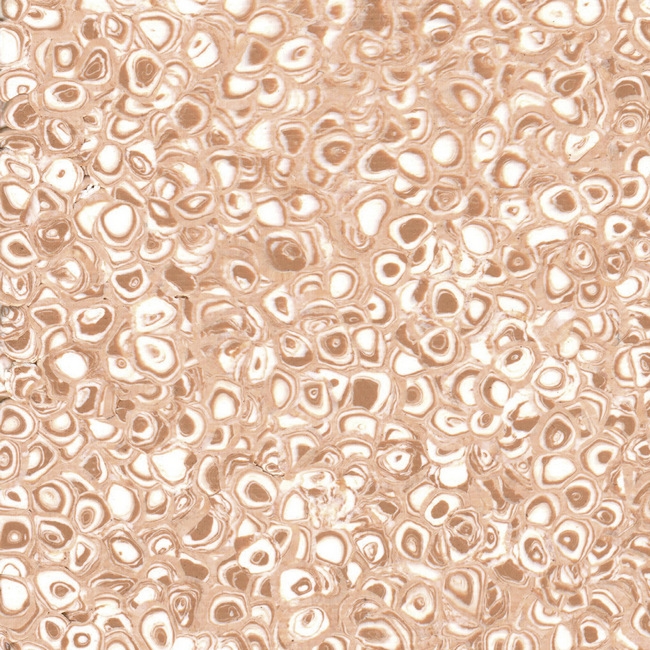 cleartex-grabo-polis-camel